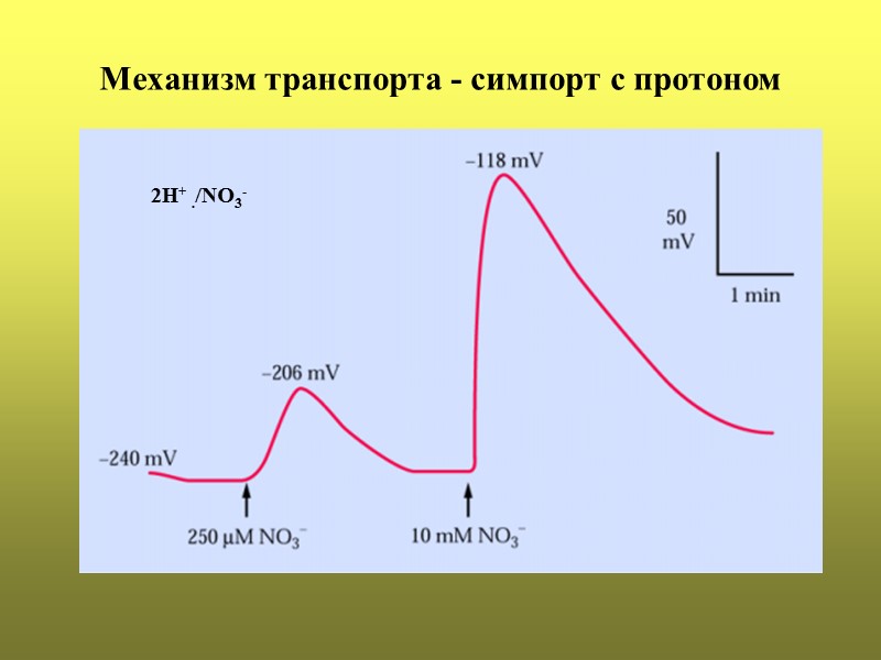 Механизм транспорта - симпорт с протоном 2Н+ ./NО3-